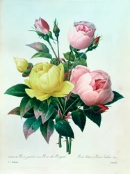Rosa Lutea en Rosa Indica, uit 